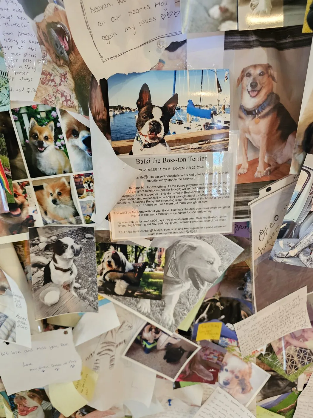 A close-up of the chapel wall showing the note left for Balki the Boston Terrier, alongside dozens of other photographs and handwritten remembrances.